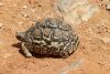 Leopard turtle