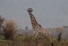 Southern African Giraffe
