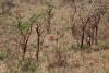 Rare Steenbok