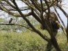 Hamerkop and large nest
