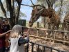 Kathy feeding the giraffes at the Nairobi Giraffe Center