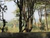 Some of the rare Rothchild giraffes roaming the fields