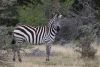 Plains (Burchell's) Zebra