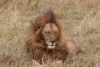 Our first male lion.....