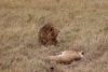 And a lioness as well.....a mating couple!!!