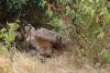 A couple of female lions resting under bushes...very well hidden!!