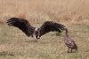 Lapped-faced Vulture