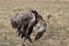 Male and female ostrich doing the dance