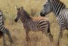 Young juvenile zebra