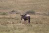 Lonely old male wildebeest