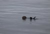 Well hello there my friend....we have not seen an otter in quiet a while