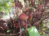 Another type of Pitcher plant......vegetarian!!!