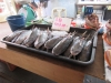 Farmed catfish