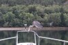 A visit from a Blue Heron at our anchorage in Boughey Bay off Havannah Channel