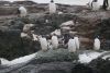 Lot's of Gentoo penguins
