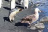 Penguin squawking at a Giant Petrel