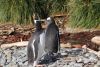 Gentoo penguins and fur seals