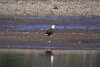 A very large Bald Eagle on the mudflat in Crab Cove in Tenakee inlet the morning of May 30th