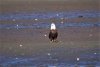 Another big, well fed Bald Eagle