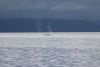 Humpback whale in Kelp Bay on 6/5