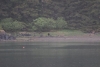 Brown Bear in Cannery  Cove