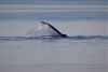 More whale sightings the 2nd day in Seymour Canal