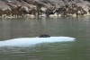 Harbor Seal taking a rest on an iceberg!