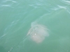 They seem to be catching mainly these kind of jelly fish
