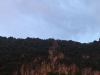 Fruit Bats at sunset at Koh Kudu Yai