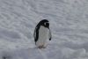Some really good Gentoo penguin pictures.....they were very friendly and photogenic!!