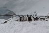 This was the pack of penguins the Petrel attacked
