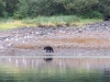A Black bear going for the salmon