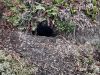 A dugout burrow from a Magellanic Penguin
