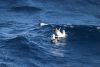 The albatross will sit on the water if not enough wind!!
