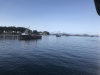 Leaving Sitka on March 25; note the purse seiners  anchored waiting for the herring season to open, which it never did!