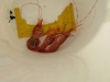 Only 3 Spotted Prawns........ugh!!! And much smaller than in 2006??!!