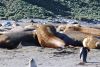 A group of adult fur seals sleeping while the kids played all around!!