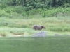 We had 12 Kodiak Brown bear sightings in the Bay....albeit from a distance!!