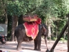 Elephant approaching Angkor Thom