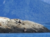 A colony of Stellar sea lions on South Marble Island