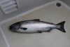 A 20-lb King salmon