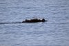 We saw many otters crossing Chatham Strait heading to Rocky Pass!!