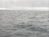 A pod of Orca on our way to Adak