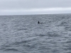 Beautiful Orca whale!!!