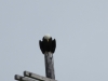 Our first views of some huge Bald Eagles