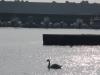 Swan behind Mystic