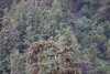 Eagle in Rodman Bay