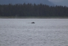 A mama and juvenile Humpback Whale in Hoonah Sound