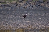 Eagle on the beach