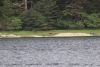 Brown Bears in Kalinan Bay in Salisbury Sound